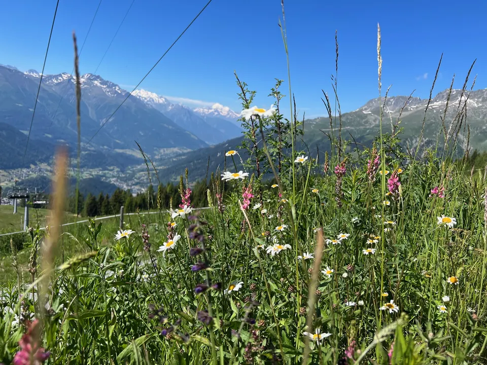 Blumenwiese bei der Mittelstation der Sesselbahn Bellwald