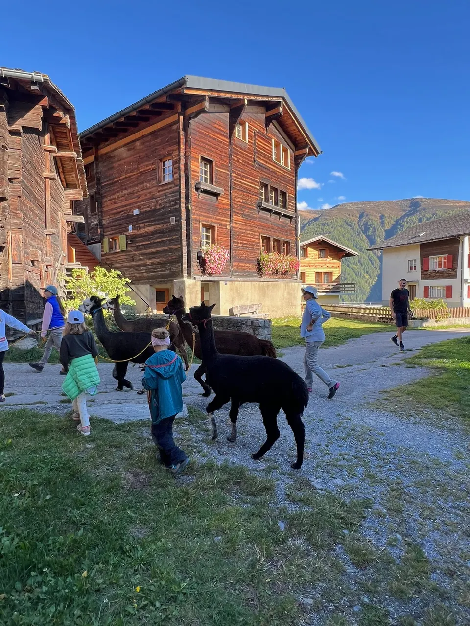 Mit Alpakas unterwegs im alten Dorfkern