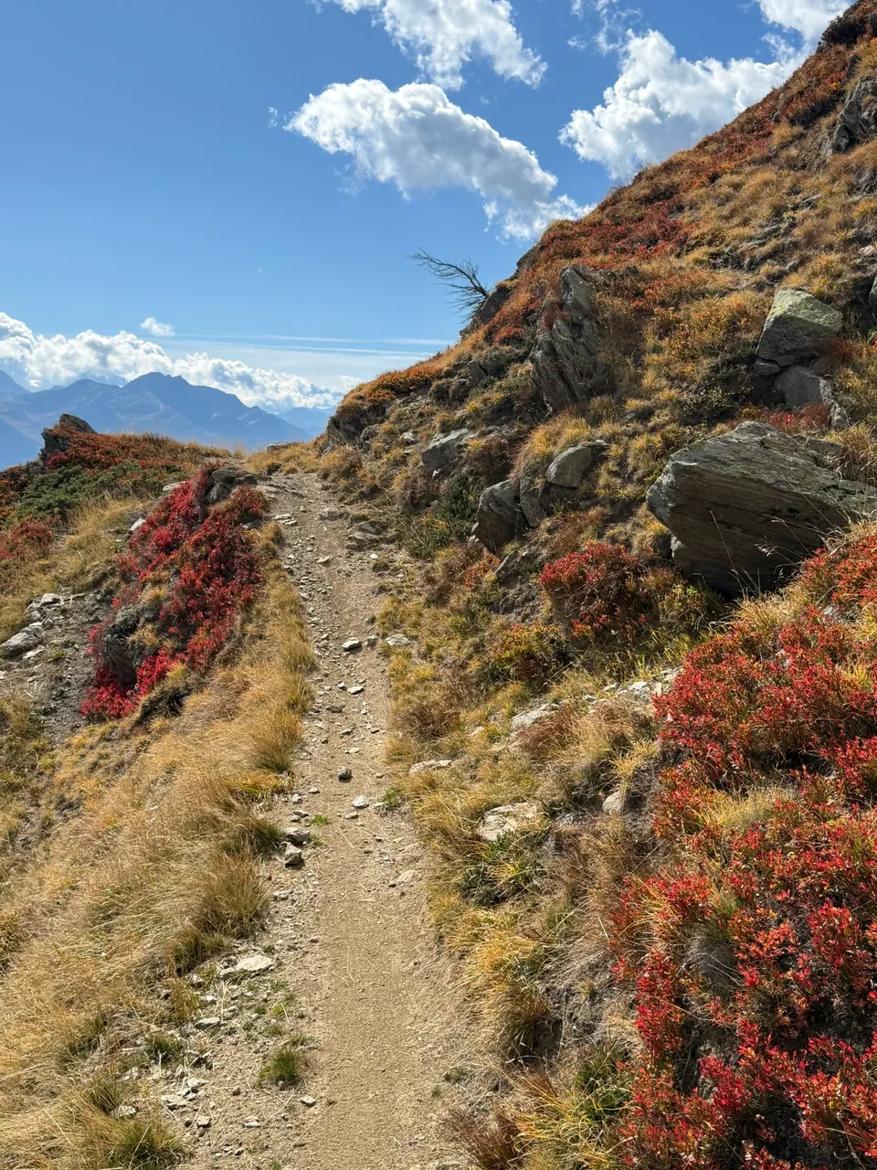 Bergweg mit herbstlichen Heidelbeersträuchern