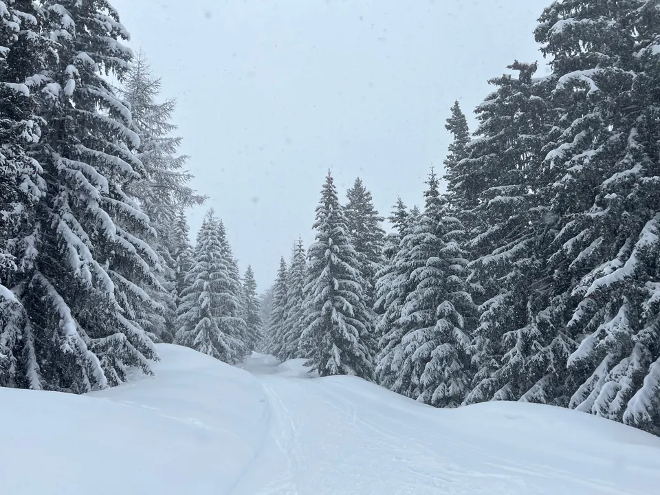 Verschneiter Waldweg