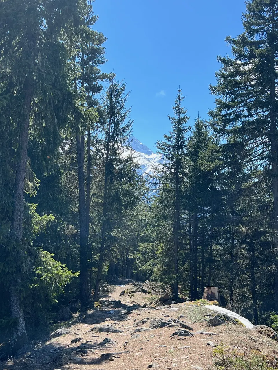 Waldpfad mit Blick auf den Schneegipfel